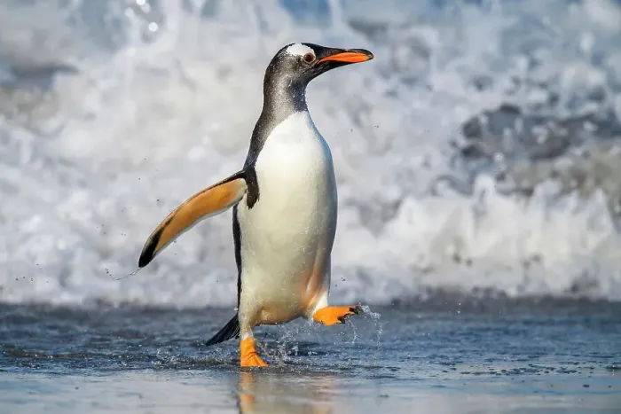 Framed Print : Gentoo penguin (Psygoscelis papua) Emerging from surf to return to colony, Sea Lion Island, East Falkland, Falkland Islands Framed Print : Gentoo penguin (Psygoscelis papua) Emerging from surf to return to colony, Sea Lion Island, East Falkland, Falkland Islands