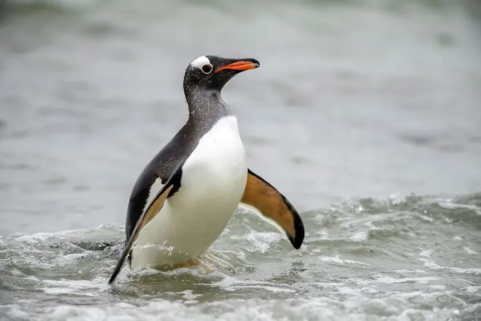 Framed Print : Gentoo penguin (Psygoscelis papua) Emerging from surf to return to colony, Saunders Island, West Falkland, Falkland Islands Framed Print : Gentoo penguin (Psygoscelis papua) Emerging from surf to return to colony, Saunders Island, West Falkland, Falkland Islands