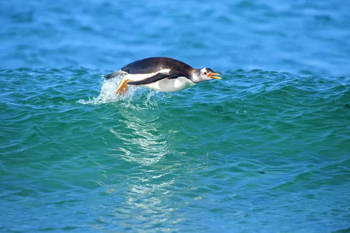 Framed Print : Gentoo penguin (Psygoscelis papua) Swimming in to shore, Sea Lion Island, East Falkland, Falkland Islands Framed Print : Gentoo penguin (Psygoscelis papua) Swimming in to shore, Sea Lion Island, East Falkland, Falkland Islands