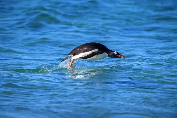 Framed Print : Gentoo penguin (Psygoscelis papua) Swimming in to shore, Sea Lion Island, East Falkland, Falkland Islands Framed Print : Gentoo penguin (Psygoscelis papua) Swimming in to shore, Sea Lion Island, East Falkland, Falkland Islands