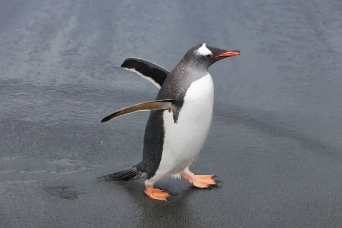 Framed Print : Gentoo penguin - South Georgia, Cooper Bay Framed Print : Gentoo penguin - South Georgia, Cooper Bay