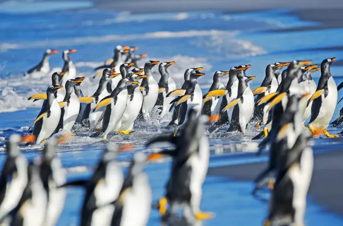 Framed Print : Gentoo Penguins coming out of the ocean, Sea Lion Island, Falkland Islands Framed Print : Gentoo Penguins coming out of the ocean, Sea Lion Island, Falkland Islands