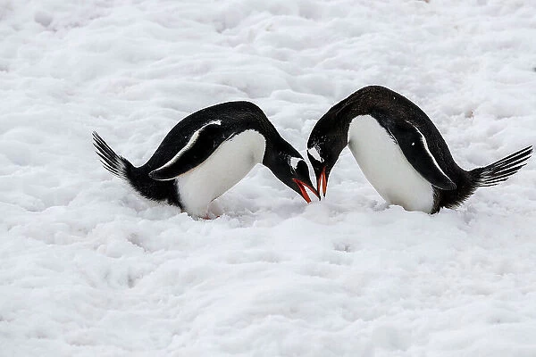 Gentoo penguins performing mating ritual, Paradise Harbour, Antarctica