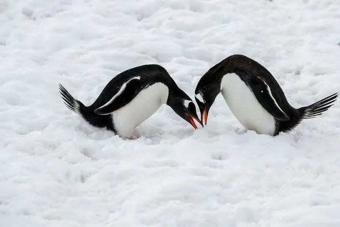 Framed Print : Gentoo penguins performing mating ritual, Paradise Harbour, Antarctica Framed Print : Gentoo penguins performing mating ritual, Paradise Harbour, Antarctica