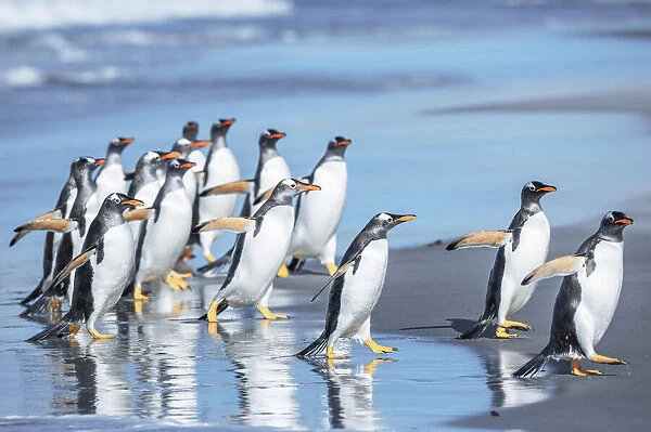 Gentoo Penguins (Pygocelis papua papua), Sea Lion Island, Falkland Islands