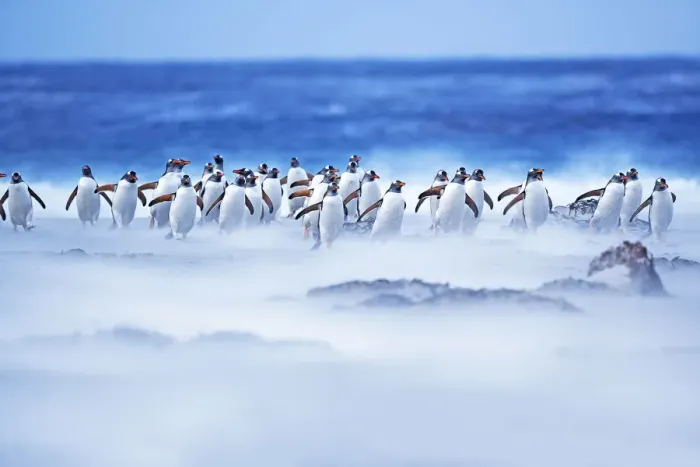 Framed Print : Gentoo Penguins (Pygocelis papua papua) walking through a sandstorm, Sea Lion Island Framed Print : Gentoo Penguins (Pygocelis papua papua) walking through a sandstorm, Sea Lion Island