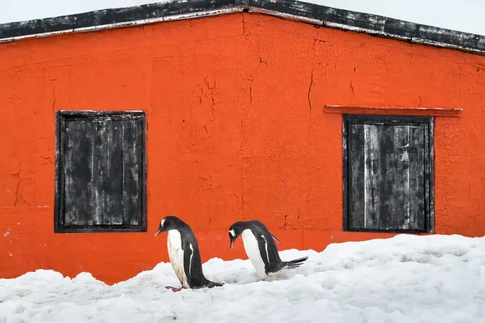 Framed Print : Gentoo penguins and refuge hut, Petermann Island, Antarctica