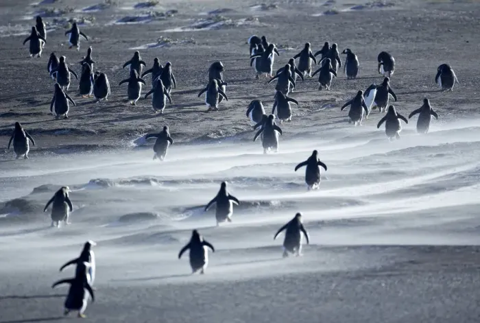 Framed Print : Gentoo Penguins walking through a sandstorm, Sea Lion Island, Falkland Islands