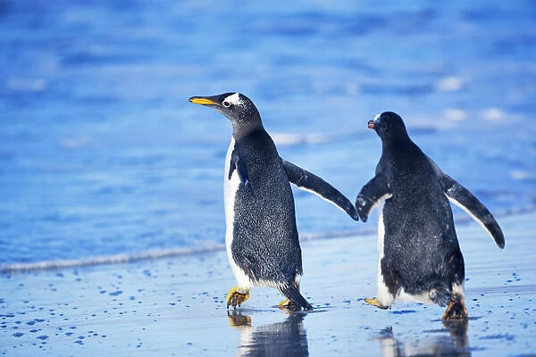 Gentoo penguins walking together, Sea Lion Island, Falkland Islands
