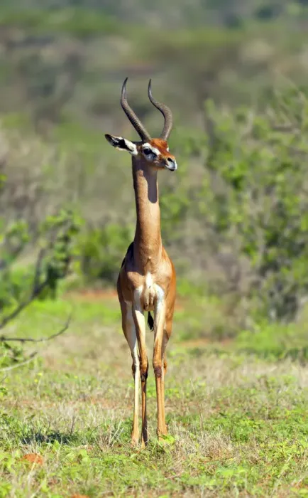 Framed Print : Gerenuk (Litocranius walleri), Samburu National Reserve, Kenya Framed Print : Gerenuk (Litocranius walleri), Samburu National Reserve, Kenya