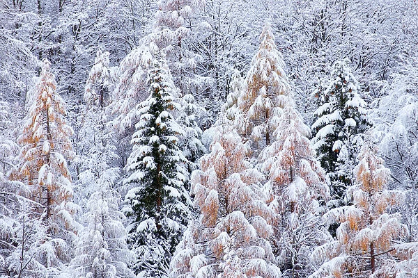Germanasca valley, Piedmont, Turin, Italy. Larch and fir trees in the snow