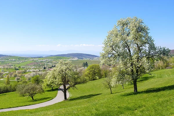 Germany, Baden-WAorttemberg, Schliengen. Flowering Almond (Prunus dulcis) trees in