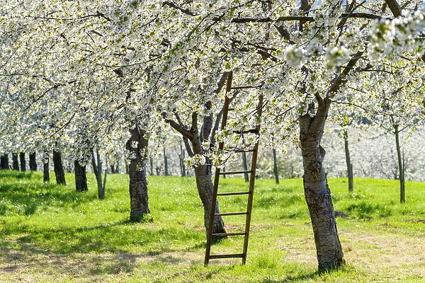 Germany, Baden-WAorttemberg, Schliengen. Cherry blossoms in the Eggenertal valley