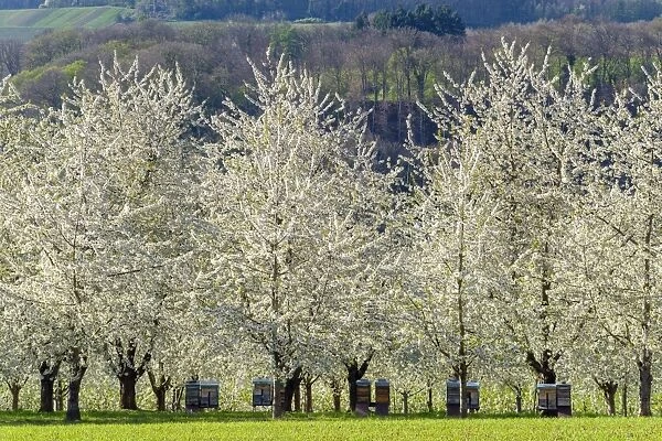 Germany, Baden-Wurttemberg, Schliengen. Cherry blossoms in the Eggenertal valley