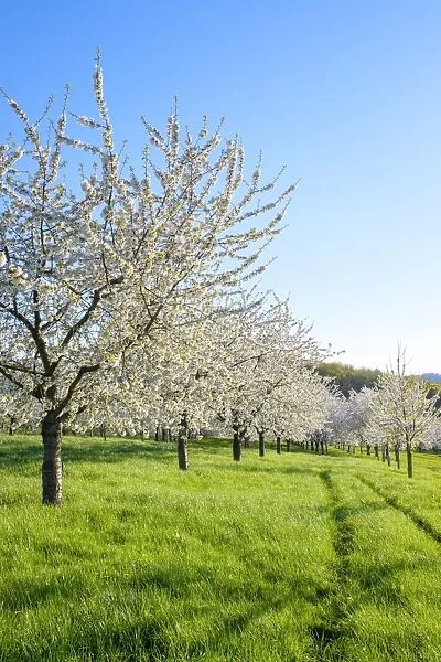 Germany, Baden-Wurttemberg, Schliengen. Cherry blossoms in the Eggenertal valley