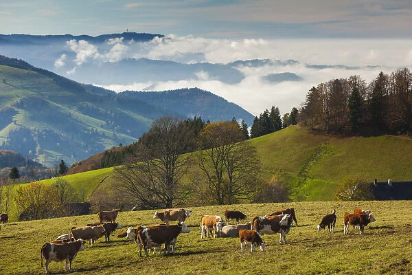 Germany, Baden-Wurttemburg, Black Forest, Giesshubel, autumn mountain landscape with