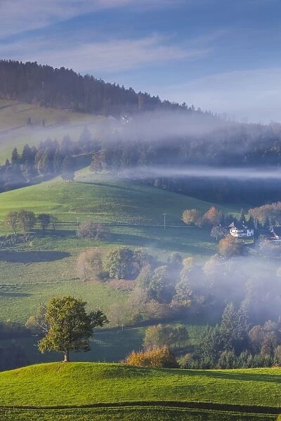 Germany, Baden-Wurttemburg, Black Forest, Horben, morning fog, autumn