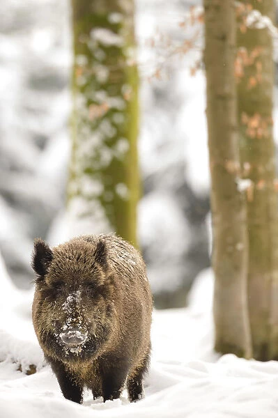 Germany, Bavaria, The Boar advances in the woods after a snowfall