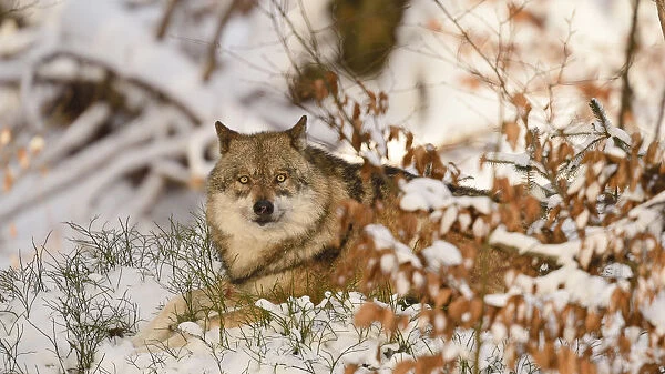 Germany, Bavaria, The magnetic gaze of the Wolf