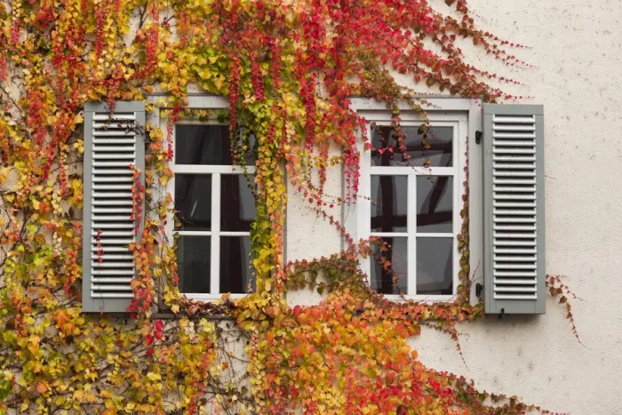 Framed Print : Germany, Hesse, Wetzlar, building covered with ivy, autumn Framed Print : Germany, Hesse, Wetzlar, building covered with ivy, autumn
