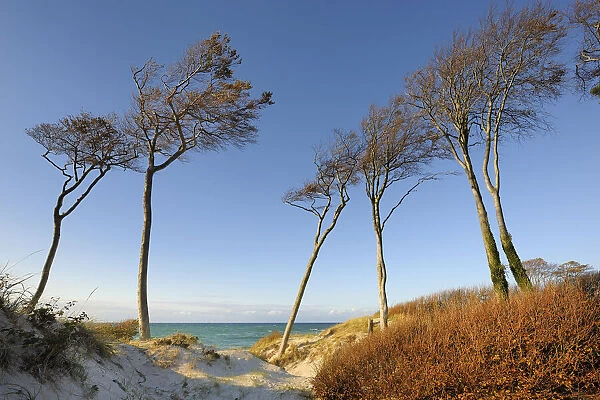 Germany, Mecklenburg-Western Pomerania, Baltic Sea, Darss
