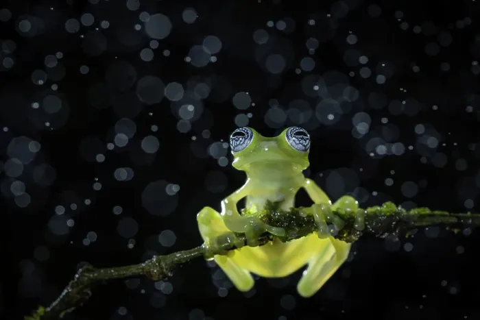 Framed Print : Ghost glass frog (Centrolenella ilex), Lowland rainforest, Costa Rica
