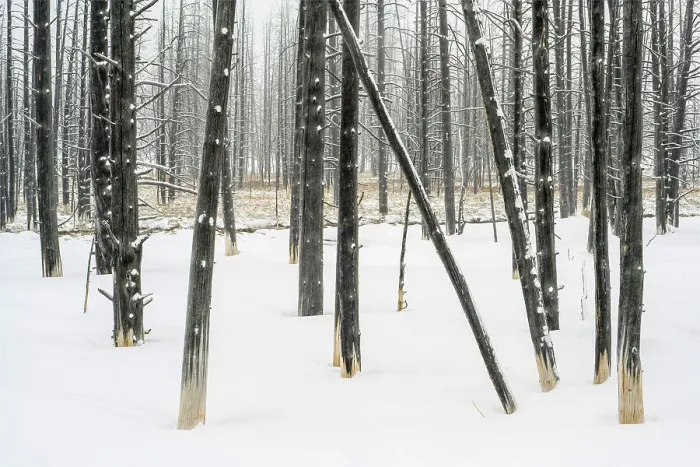 Framed Print : Ghost trees near Fountain flats in winter, Yellowstone National Park, Wyoming, USA Framed Print : Ghost trees near Fountain flats in winter, Yellowstone National Park, Wyoming, USA