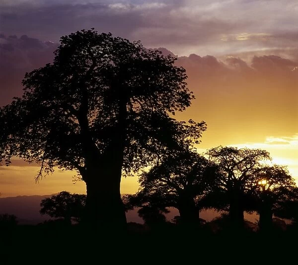 Giant baobab trees silhouetted against a sunset