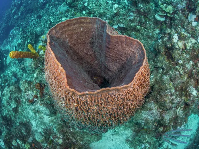 Framed Print : Giant Barrel Sponge (Xestospongia muta), Grand Cayman, Cayman Islands, British West Indies Framed Print : Giant Barrel Sponge (Xestospongia muta), Grand Cayman, Cayman Islands, British West Indies
