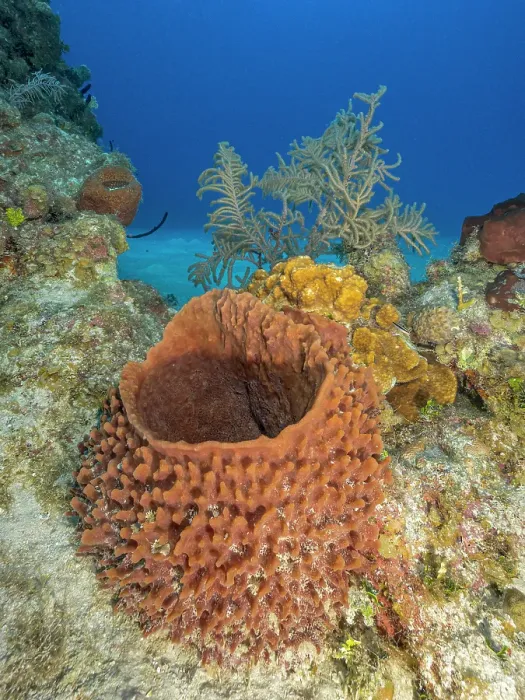 Framed Print : Giant Barrel Sponge (Xestospongia muta), Grand Cayman, Cayman Islands, British West Indies Framed Print : Giant Barrel Sponge (Xestospongia muta), Grand Cayman, Cayman Islands, British West Indies