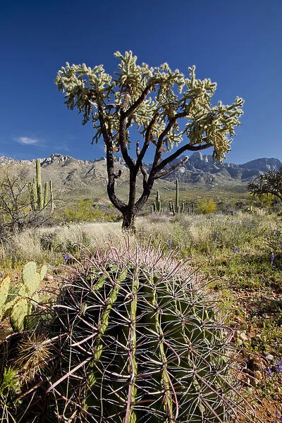 Giant Cholla Cactus, Santa Catalina State Park, Tucson, Arizona, USA