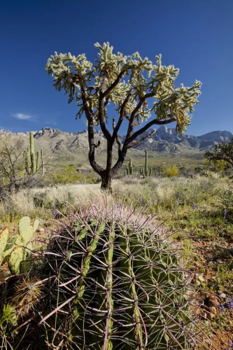 Framed Print : Giant Cholla Cactus, Santa Catalina State Park, Tucson, Arizona, USA Framed Print : Giant Cholla Cactus, Santa Catalina State Park, Tucson, Arizona, USA