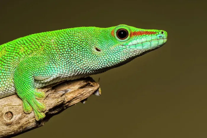 Framed Print : Giant Day Gecko (Phelsuma grandis) - captive specimen, Ontario, Canada Framed Print : Giant Day Gecko (Phelsuma grandis) - captive specimen, Ontario, Canada