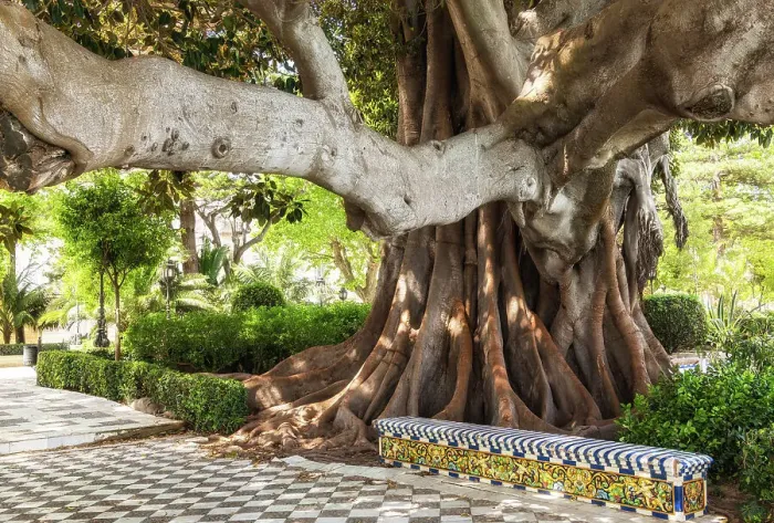Framed Print : A giant ficus tree in the Alameda Apodaca (Alameda del Marques de Comillas) garden, Cadiz, Andalusia, Spain Framed Print : A giant ficus tree in the Alameda Apodaca (Alameda del Marques de Comillas) garden, Cadiz, Andalusia, Spain