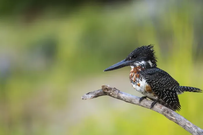 Framed Print : Giant Kingfisher (Megaceryle maximus), Chobe National Park, Botswana, Africa Framed Print : Giant Kingfisher (Megaceryle maximus), Chobe National Park, Botswana, Africa