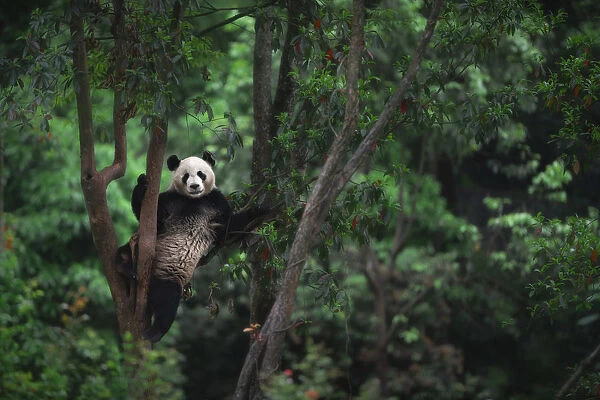giant panda (Ailuropoda melanoleuca) climbing a tree in a panda base, Chengdu region