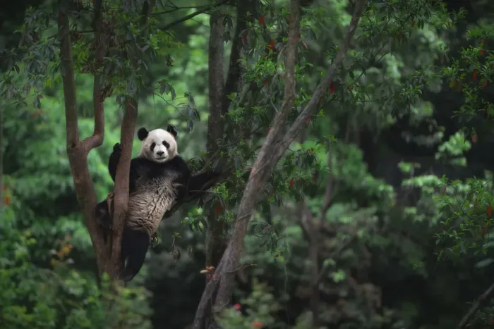 Framed Print : giant panda (Ailuropoda melanoleuca) climbing a tree in a panda base, Chengdu region