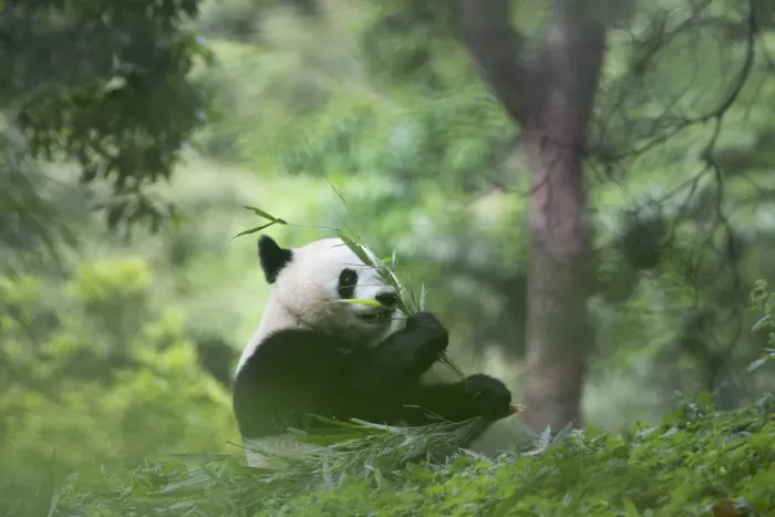 Framed Print : giant panda (Ailuropoda melanoleuca) in a panda base, Chengdu region, Sichuan, China Framed Print : giant panda (Ailuropoda melanoleuca) in a panda base, Chengdu region, Sichuan, China