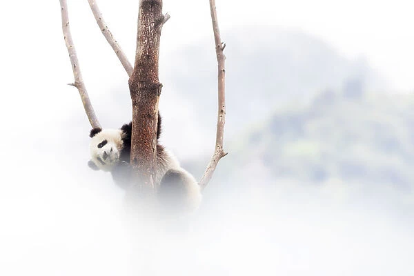 giant panda cub (Ailuropoda melanoleuca) in a panda base, Chengdu region, Sichuan, China