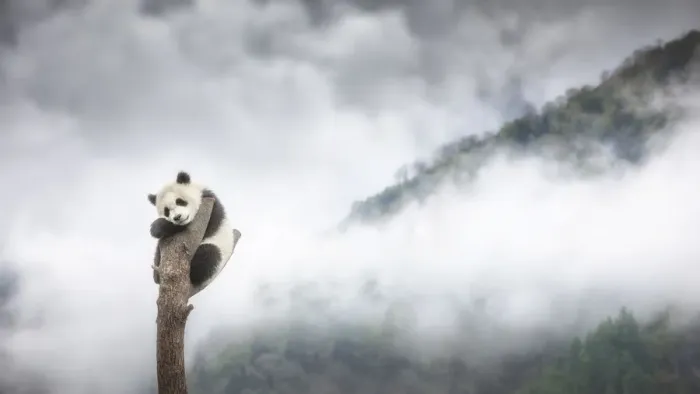 Framed Print : giant panda cub (Ailuropoda melanoleuca) climbing a tree in a panda base, Chengdu region Framed Print : giant panda cub (Ailuropoda melanoleuca) climbing a tree in a panda base, Chengdu region