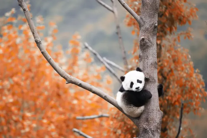 Framed Print : giant panda cub (Ailuropoda melanoleuca) in a panda base, Chengdu region, Sichuan, China