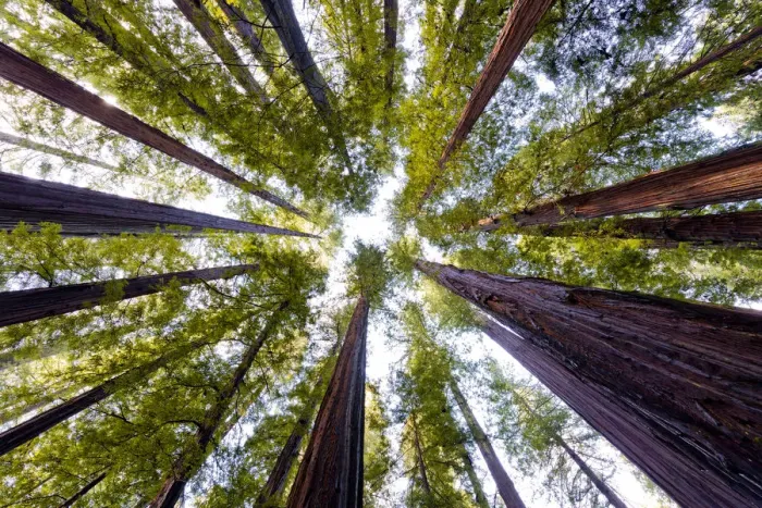 Framed Print : Giant Redwoods, Humboldt State Park, California, USA
