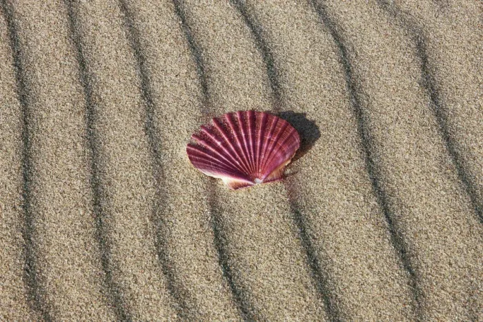 Framed Print : Giant scallop shell - New Zealand, North Island, Northland, Far North Framed Print : Giant scallop shell - New Zealand, North Island, Northland, Far North
