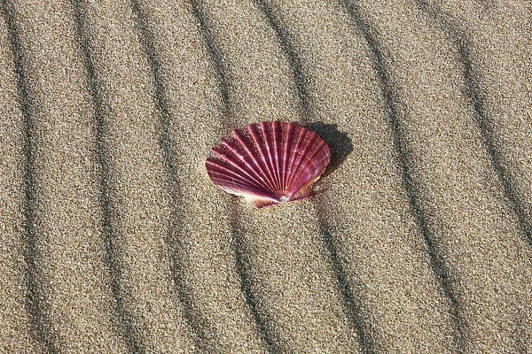 Giant scallop shell - New Zealand, North Island, Northland, Far North