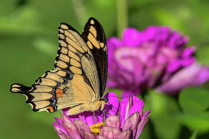 Framed Print : Giant Swallowtail (Papilio cresphontes), Thornton, Ontario, Canada