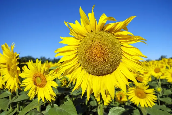 Framed Print : Giant yellow sunflowers in full bloom, Oraison, Alpes-de-Haute-Provence Framed Print : Giant yellow sunflowers in full bloom, Oraison, Alpes-de-Haute-Provence