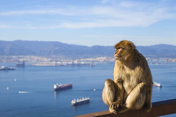 Gibraltar, Gibraltar rock, Gibraltar Barbary Ape