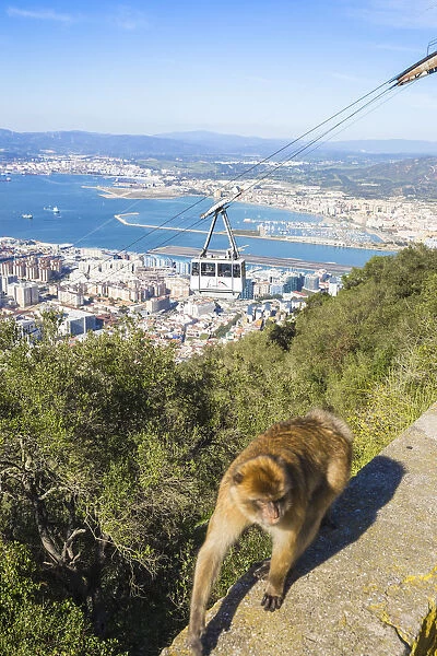 Gibraltar, Gibraltar rock, Gibraltar Barbary Ape