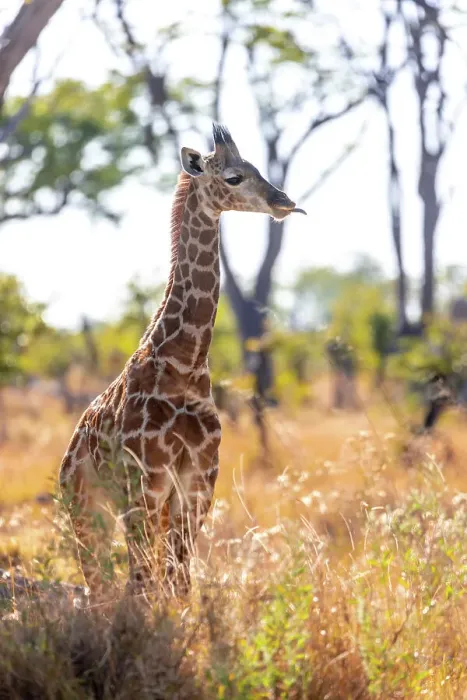 Framed Print : Giraffe baby, Okavango Delta, Botswana Framed Print : Giraffe baby, Okavango Delta, Botswana