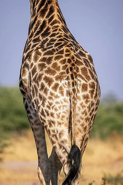 Giraffe backside patterns, Okavango Delta, Botswana